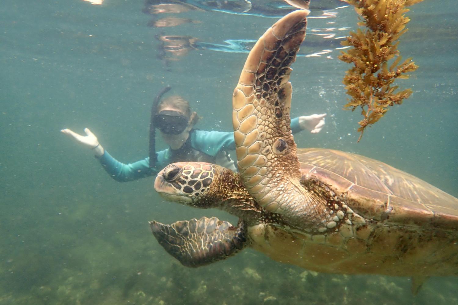 一名<a href='http://anq.farmersandbuilders.net'>bv伟德ios下载</a>学生在Galápagos群岛游学途中与一只巨龟游泳.